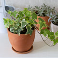 Ivy Plant Live Fast-Growing, Potted 3-5" in Tall, Climbing Indoor Outdoor Houseplant, Easy Care Trailing Vine, Fast Growing Small Starter Plant for Home Office Décor (Golden Boston Ivy)