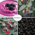 Chester Thornless BlackBerry Live Plant, 5-8" Tall, Hardy BlackBerry Bush, Sweet BlackBerry Fruit Plants Live for Planting in Garden, No Pot