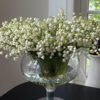 6 Pips White Lily of The Valley Roots, Perennial Lily Flower, Lily of The Valley for Outdoor Garden