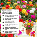 4 Moss Rose Plants Live in 4'' Pot, 4-8 Inches Tall, Random Moss Rose Portulaca Plants, Perennial Ground Cover, Vibrant Blooms for Garden Beds, Outdoor Planting