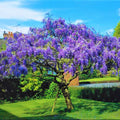 Purple Wisteria Tree Live Plant in 2.5 Inch Pot Size, Wisteria Tree Live Plant for Planting Outdoors