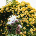Yellow Rose Bush Plant Live, Fragrant Rose Bushes Plant Live, Rose for Planting, Starter Size, 4 to 10 Inc Tall