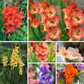 10 Gladiolus Mix Bulbs - Assorted Color Gladiolus Bulbs, Summer Blooming Flower Bulbs