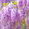 Purple Wisteria Tree Live Plant for Planting Outdoors, 2.5 Inch Pot, Well Rooted, Wisteria Tree Live Plant