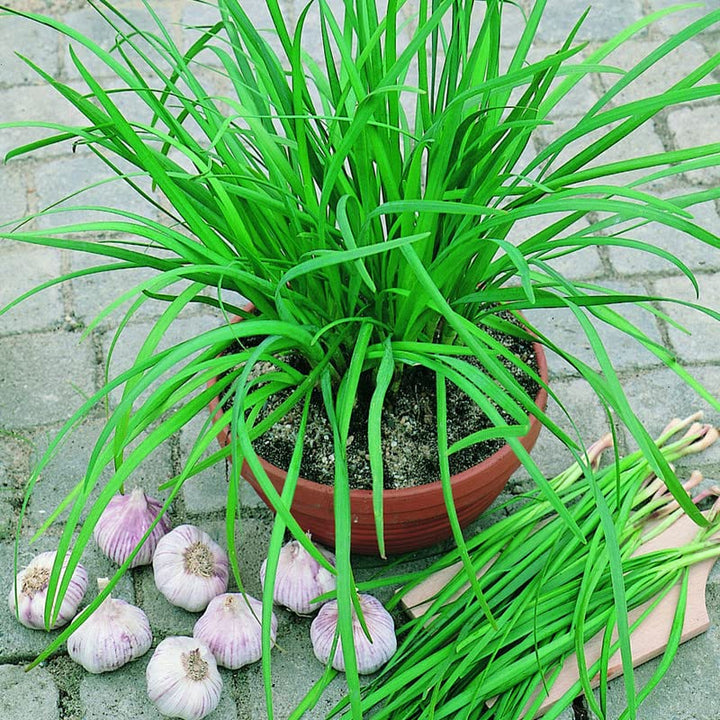 5 Chives Plants Live for Planting Outdoors, Well Rooted, Heirloom Chives Leek Plant