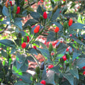 Chiltepin Tepin Bird Pepper Plant Live in 2.5 Inch Pot for Planting Outdoor