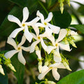 2 Blooming Jasmine Plants Live, Star Jasmine Live Plant, 5 to 7 Inc in Height, Climbing Jasmine Live Plant Outdoor or Indoor