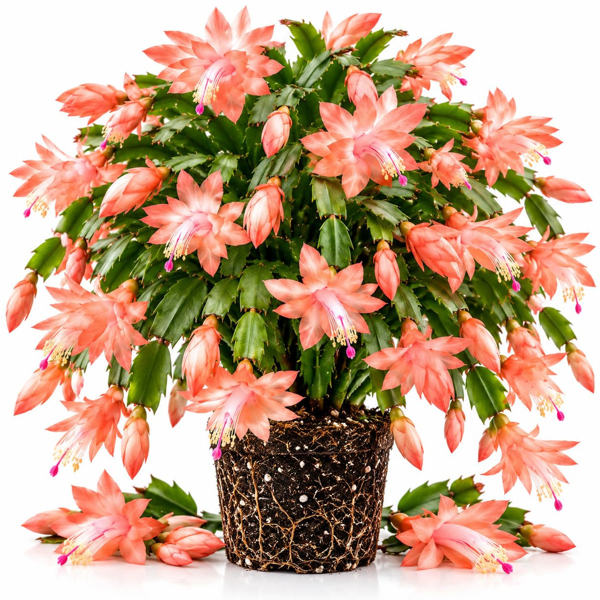 Salmon Christmas Cactus Live Plant, 4-8" Tall, Holiday Cactus