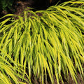 Japanese Forest Grass Plant, Gold Grass Plant Live Perennial, 4 to 6 Inches