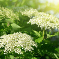 Sweet Elderberry Plant Live Tree 6-10” Tall, 1 Year Old Perennial Fruiting Shrub, Hardy Outdoor Elderberry Bush for Spring Planting, Edible Berries Garden Plant