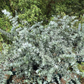 Baby Blue Eucalyptus Tree Live, Eucalyptus Plant Live in 2.5" Pot, Starter Plants, Cold Hardy, Dormant in Winter