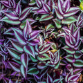 Purple Tradescantia Zebrina Live Plant, Rare Wandering Jew Houseplant with Variegated Foliage, Easy to Grow Indoor Vine, 4” Pot