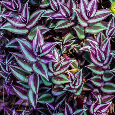 Mix Tradescantia Zebrina Live Plant, Rare Wandering Jew Houseplant with Variegated Foliage, Easy to Grow Indoor Vine, 4” Pot