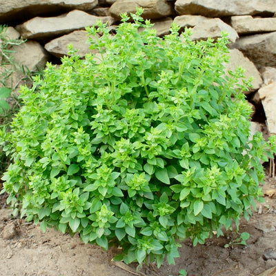 Set 6 Greek Basil Plants, 4 to 7 Inch Tall Herb Starter Plant, Without Pot, Live Basil Plant for Patio and Garden, Culinary Herbs Fragrant Leaves