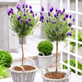 French Lavender Plants Live Herb Plug Size, Well Rooted, from 2 to 6 Inc Tall Starter Plant, Summer Planting
