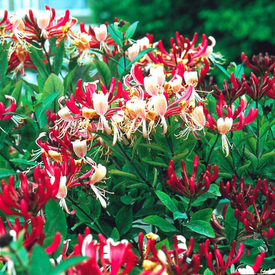 Pink Climbing Honeysuckle Plant Live, Fragrant Honeysuckle Plants Vine Bushes in 2.5 Inch Pot