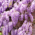 Purple Wisteria Vine Plant, Wisteria Tree Live, 2.5 Pot, 6 to 13 Inc Tall, Well Rooted, Ready to Plant