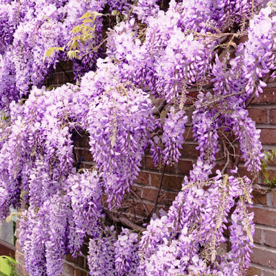 Purple Blue Wisteria Tree Live Plant, Violet Wisteria Live Plant, Wisteria Vine for Planting Outdoors, 2.5 Inch Pot