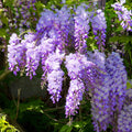 Purple Wisteria Tree Live Plant Well Rooted in 4 Inch Pot, Fragrant Wisteria Flowers for Outdoor Planting, 4 to 7 Inches Height