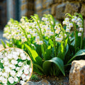Lily of the Valley Plant Live for Planting, 6 May Lilies Bare Roots, Sweet Fragrant and Weeping White Flowers for Spring Blooms