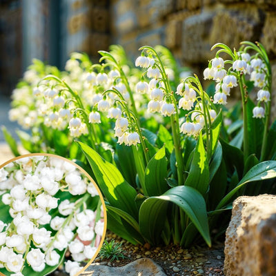 Lily of the Valley Plant Live for Planting, 6 May Lilies Bare Roots, Sweet Fragrant and Weeping White Flowers for Spring Blooms