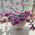 Wandering Jew Plant Live, Pink Tradescantia Nanouk in 2-Inch Pot, Colorful Trailing Indoor Houseplant, Tradescantia Vine