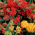 Set 4 Mix Milkweed Plants Live, Milkweed Flower Live Plant for Outdoor Indoor Gardening, Well Rooted, 4''