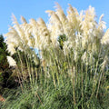 2 Pampas Grass Plant Live in 2.5" Pot, Ornamental Grass Live Plant for Growing Your Garden (Mix Pampas Grass)