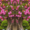 Desert Rose Plant Live, Pink Adenium Desert Rose Plant, 5 to 7 Inches Long, Cactus Succulent Plant Perennial Flowering