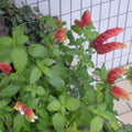 2 Shrimp Live Plants, Red Shrimp Plants Live, Justica Brandegeana Plant from 3 to 5 Inches Tall Seedling Starter Plants, Red Flower