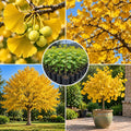 Ginkgo Live Tree, Ornamental Tree, 3-6 Inches Tall