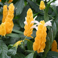 2 Yellow Shrimp Plants for Garden, 3 Inc to 5 Inch Tall, Fragrant Flower Live Plant, Shrimp Live Plants, Live Shrimp Plants
