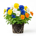 Rare Pansy Assorted Flowers Plant Live, Multicolor Pansies for Outdoor Growing, Pansy Plant in 4'' Pot
