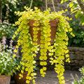 Creeping Jenny Plant Live, Golden Creeping Jenny Starter Plant in Plug, 1-3 Inc Tall, Vibrant Foliage, Indoor Outdoor Growing