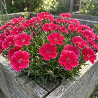 Dianthus Plant Live, Dianthus Live Plant in Pot, 4-8 Inc Tall, Vibrant Blooms, Fragrant Hardy Perennial Flowers for Indoor Outdoor Growing (Pink Red)