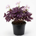 Purple Shamrock Plant in 4 Inch Pot - Purple Oxalis Triangularis Houseplant, Decorative Indoor Foliage Plants - Easy Care Oxalis Plant for Garden