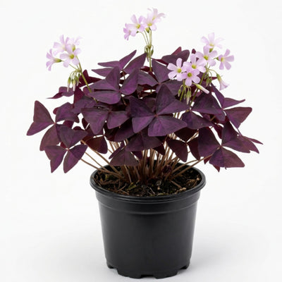 Purple Shamrock Plant in 4 Inch Pot - Purple Oxalis Triangularis Houseplant, Decorative Indoor Foliage Plants - Easy Care Oxalis Plant for Garden
