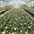 Mini Rose Bush Live Plant in 3.5'' Pot, Miniature Rose Plant Live, 3-5'' Tall, Mini Rose Plant, Live Flower Plant for Office and Home Decoration (Light Pink)