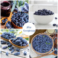 Honeyberry Plant, Honeyberry Plants Live, 4-8 Inc Tall, Haskap Berry Plant, Cold Hardy Berry Bush for Indoor Outdoor Garden