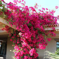 Pink Bougainvillea Plant Live, 4 to 6 Inch Tall, Summer Spring Blooms, Well Rooted