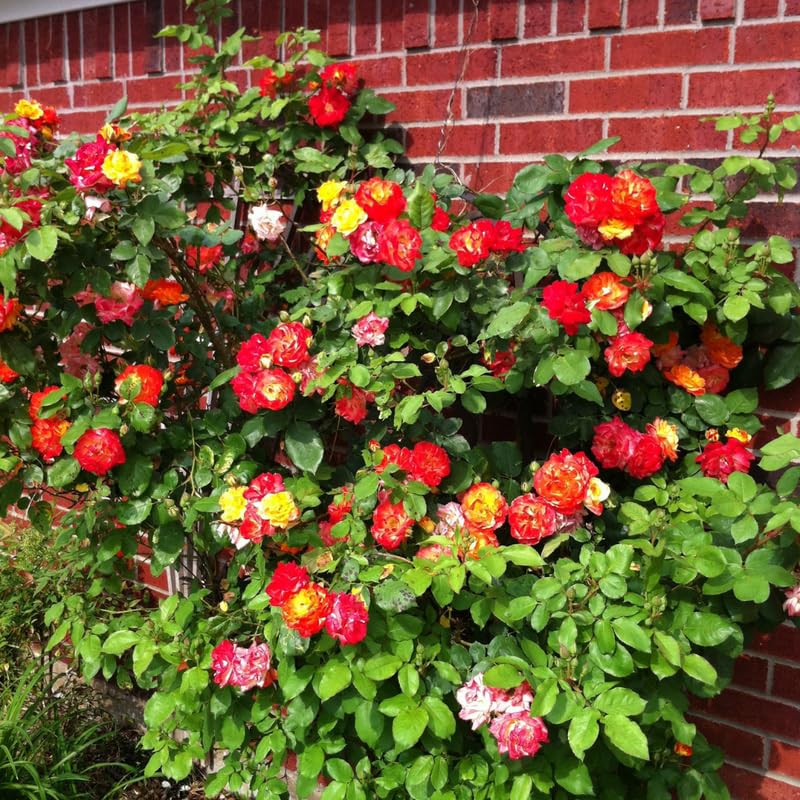 Golden Yellow Orange Rose Bushes Shrubs Live Plant, Landscape Rose for Planting, Starter Size, 4 to 10 Inc Tall