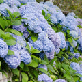 Well-Rooted Hydrangea Live Plant in 2.5 Inch Pot, Hydrangea Tree Shrub Bush Perennial Outdoor Planting (Bigleaf Blue)