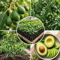 Avocado Tree Plant Live, Sweet Fruit Plant, 6 Inch Tall
