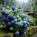 Blue Hydrangea Bush Live Plant, Hardy Flower Shrub, 1-1.5 Ft Tall