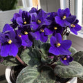 Purple African Violet Plant Live, 4 Inch Pot, Indoor Flowering Plant