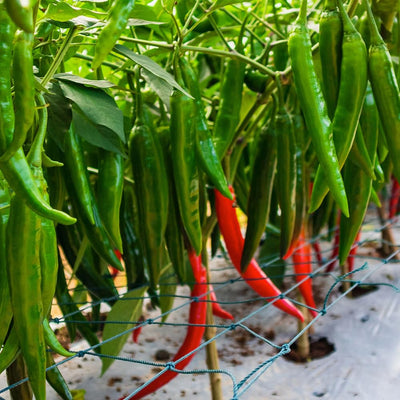 Long Thin Red Pepper Plant Live in 2.5 Inch Pot for Planting Outdoor
