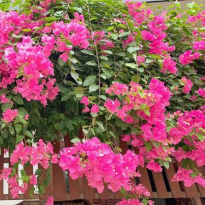 2 Pink Bougainvillea Plants Rooted for Growing, Between 4 Inc and 6 Inc Long, Bougainvillea Live Plant, Live Bougainvillea Plant