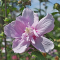 Rose of Sharon Plant, Hardy Althea Hibiscus Flowering Shrub in 4'' Pot, Outdoor Garden Starter Plant for Landscape or Hedge (Double Pink)
