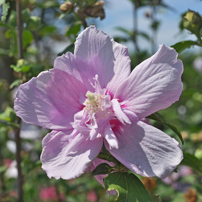 Rose of Sharon Plant, Hardy Althea Hibiscus Flowering Shrub in 4'' Pot, Outdoor Garden Starter Plant for Landscape or Hedge (Double Pink)