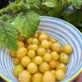 Cape Gooseberry Live Plant, Sweet and Tangy Yellow Berry, 7-10" Tall in 4 Inch Pot, Gardens and Containers Planting